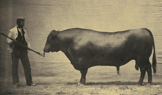 Illustration for article titled The 10 Most Surprising Origins of the Animals You Eat